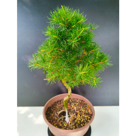 Żywe Drzewko Bonsai Modrzew Europejski Larix Decidua Prezent 11-letni 228