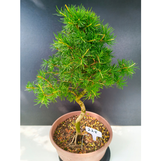 Żywe Drzewko Bonsai Modrzew Europejski Larix Decidua Prezent 11-letni 228