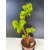 Żywe Drzewko Bonsai Lipa Drobnolistna Tilia Cordata 60cm 11-letnia 013