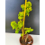 Żywe Drzewko Bonsai Lipa Drobnolistna Tilia Cordata 60cm 11-letnia 013
