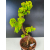 Żywe Drzewko Bonsai Lipa Drobnolistna Tilia Cordata 60cm 11-letnia 013