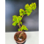 Żywe Drzewko Bonsai Lipa Drobnolistna Tilia Cordata 60cm 11-letnia 013