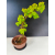 Żywe Drzewko Bonsai Lipa Drobnolistna Tilia Cordata 60cm 11-letnia 013