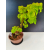 Żywe Drzewko Bonsai Lipa Drobnolistna Tilia Cordata 60cm 11-letnia 013