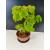 Żywe Drzewko Bonsai Lipa Drobnolistna Tilia Cordata 60cm 11-letnia 013
