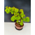 Żywe Drzewko Bonsai Lipa Drobnolistna Tilia Cordata 60cm 11-letnia 013