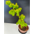 Żywe Drzewko Bonsai Lipa Drobnolistna Tilia Cordata 60cm 11-letnia 013