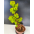 Żywe Drzewko Bonsai Lipa Drobnolistna Tilia Cordata 60cm 11-letnia 013