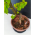 Żywe Drzewko Bonsai Lipa Drobnolistna Tilia Cordata 60cm 11-letnia 013