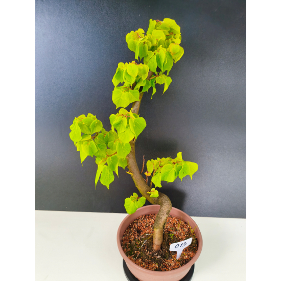 Żywe Drzewko Bonsai Lipa Drobnolistna Tilia Cordata 60cm 11-letnia 013