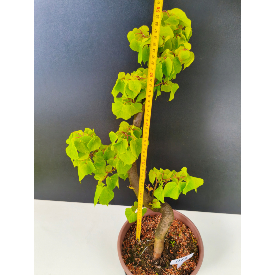 Żywe Drzewko Bonsai Lipa Drobnolistna Tilia Cordata 60cm 11-letnia 013