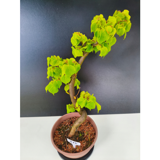 Żywe Drzewko Bonsai Lipa Drobnolistna Tilia Cordata 60cm 11-letnia 013