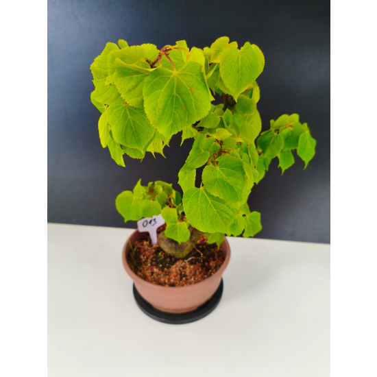 Żywe Drzewko Bonsai Lipa Drobnolistna Tilia Cordata 60cm 11-letnia 013