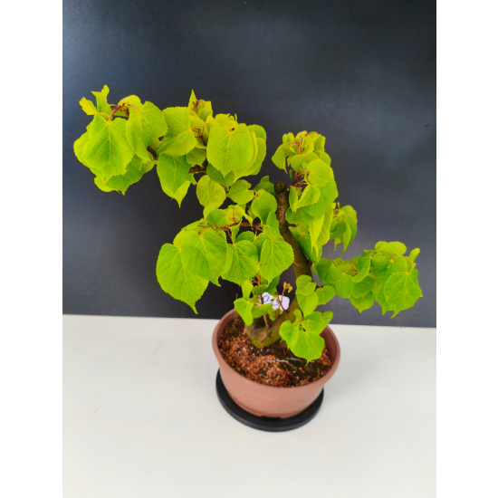 Żywe Drzewko Bonsai Lipa Drobnolistna Tilia Cordata 60cm 11-letnia 013
