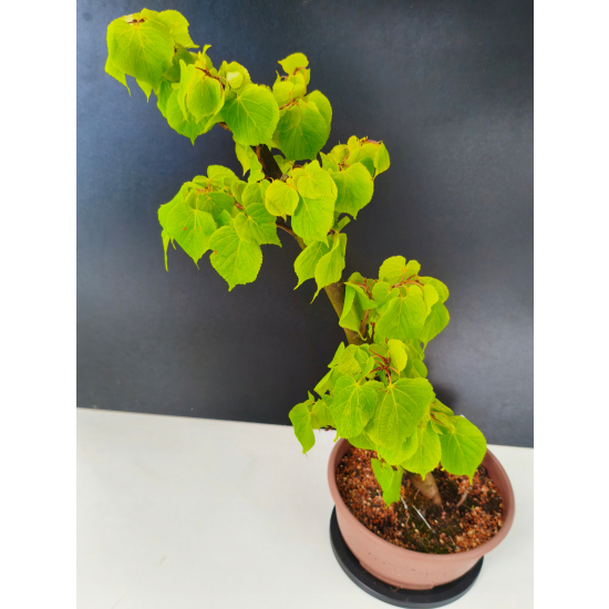 Żywe Drzewko Bonsai Lipa Drobnolistna Tilia Cordata 60cm 11-letnia 013