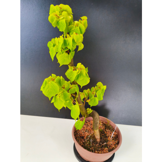 Żywe Drzewko Bonsai Lipa Drobnolistna Tilia Cordata 60cm 11-letnia 013