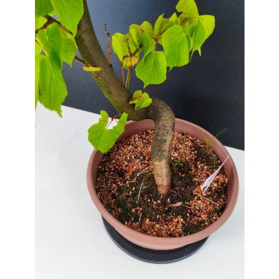 Żywe Drzewko Bonsai Lipa Drobnolistna Tilia Cordata 60cm 11-letnia 013