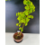 Żywe Drzewko Bonsai Lipa Drobnolistna Tilia Cordata 75cm 11-letnia 014