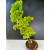 Żywe Drzewko Bonsai Lipa Drobnolistna Tilia Cordata 75cm 11-letnia 014