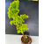 Żywe Drzewko Bonsai Lipa Drobnolistna Tilia Cordata 75cm 11-letnia 014