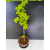 Żywe Drzewko Bonsai Lipa Drobnolistna Tilia Cordata 75cm 11-letnia 014