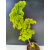 Żywe Drzewko Bonsai Lipa Drobnolistna Tilia Cordata 75cm 11-letnia 014