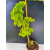 Żywe Drzewko Bonsai Lipa Drobnolistna Tilia Cordata 75cm 11-letnia 014