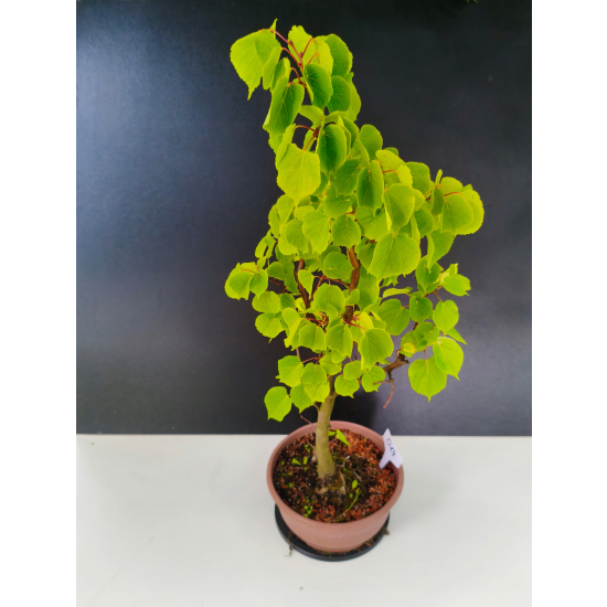 Żywe Drzewko Bonsai Lipa Drobnolistna Tilia Cordata 75cm 11-letnia 014