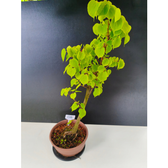 Żywe Drzewko Bonsai Lipa Drobnolistna Tilia Cordata 75cm 11-letnia 014