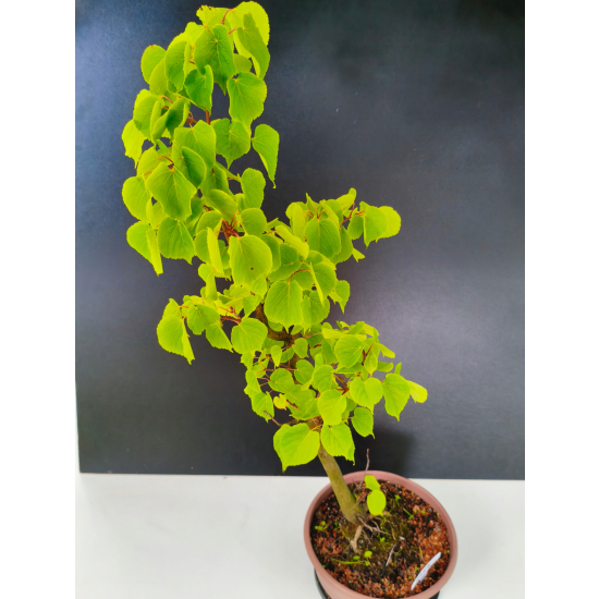Żywe Drzewko Bonsai Lipa Drobnolistna Tilia Cordata 75cm 11-letnia 014