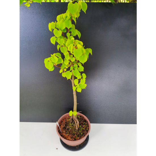 Żywe Drzewko Bonsai Lipa Drobnolistna Tilia Cordata 75cm 11-letnia 014