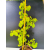 Żywe Drzewko Bonsai Lipa Drobnolistna Tilia Cordata 75cm 11-letnia 015