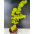 Żywe Drzewko Bonsai Lipa Drobnolistna Tilia Cordata 75cm 11-letnia 015