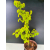 Żywe Drzewko Bonsai Lipa Drobnolistna Tilia Cordata 75cm 11-letnia 015