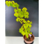 Żywe Drzewko Bonsai Lipa Drobnolistna Tilia Cordata 75cm 11-letnia 015