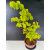 Żywe Drzewko Bonsai Lipa Drobnolistna Tilia Cordata 75cm 11-letnia 015