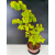 Żywe Drzewko Bonsai Lipa Drobnolistna Tilia Cordata 75cm 11-letnia 015