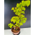 Żywe Drzewko Bonsai Lipa Drobnolistna Tilia Cordata 75cm 11-letnia 015