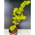 Żywe Drzewko Bonsai Lipa Drobnolistna Tilia Cordata 75cm 11-letnia 015