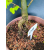 Żywe Drzewko Bonsai Lipa Drobnolistna Tilia Cordata 75cm 11-letnia 015