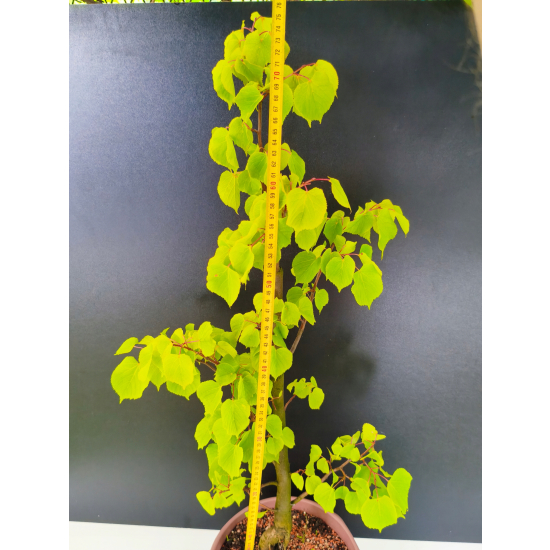 Żywe Drzewko Bonsai Lipa Drobnolistna Tilia Cordata 75cm 11-letnia 015