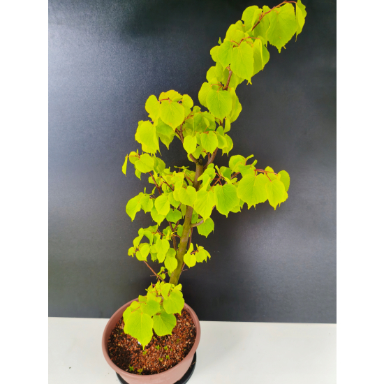Żywe Drzewko Bonsai Lipa Drobnolistna Tilia Cordata 75cm 11-letnia 015