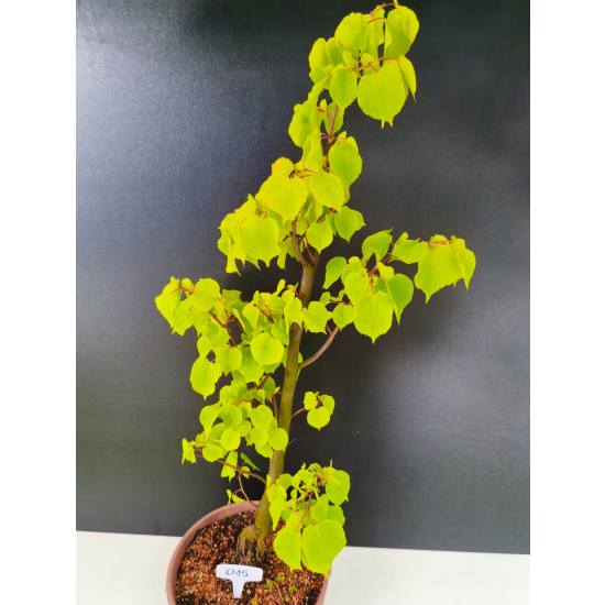 Żywe Drzewko Bonsai Lipa Drobnolistna Tilia Cordata 75cm 11-letnia 015