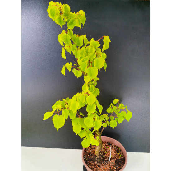 Żywe Drzewko Bonsai Lipa Drobnolistna Tilia Cordata 75cm 11-letnia 015