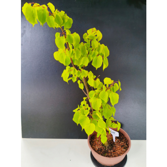 Żywe Drzewko Bonsai Lipa Drobnolistna Tilia Cordata 75cm 11-letnia 015