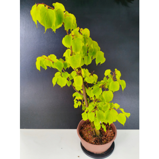Żywe Drzewko Bonsai Lipa Drobnolistna Tilia Cordata 75cm 11-letnia 015