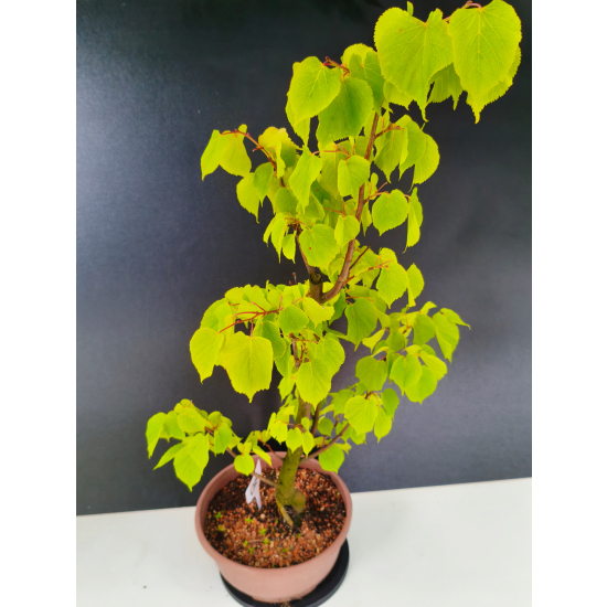 Żywe Drzewko Bonsai Lipa Drobnolistna Tilia Cordata 75cm 11-letnia 015