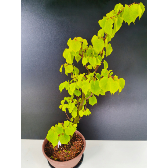 Żywe Drzewko Bonsai Lipa Drobnolistna Tilia Cordata 75cm 11-letnia 015