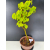 Żywe Drzewko Bonsai Lipa Drobnolistna Tilia Cordata 60cm 11-letnia 012