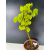 Żywe Drzewko Bonsai Lipa Drobnolistna Tilia Cordata 60cm 11-letnia 012